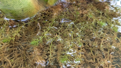 Utricularia tenuicaulis, photograph 6