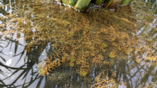 Image of Utricularia tenuicaulis by (c) Cheng-Te Hsu, some rights reserved (CC BY)