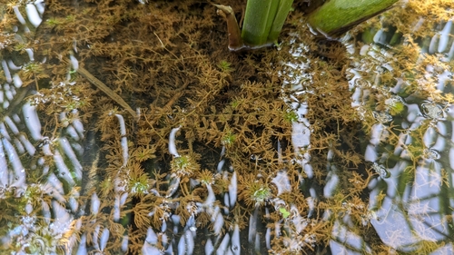 Image of Utricularia tenuicaulis by (c) Cheng-Te Hsu, some rights reserved (CC BY)