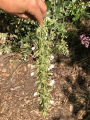 Teucrium flavum