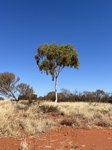 Ghost Gum