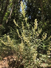 Teucrium flavum