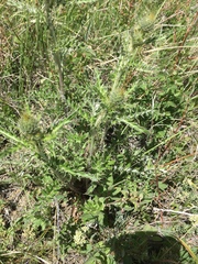 Cirsium inamoenum
