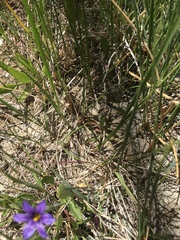 Sisyrinchium idahoense