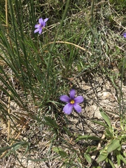 Sisyrinchium idahoense