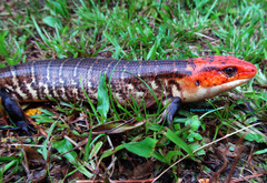Diploglossus monotropis