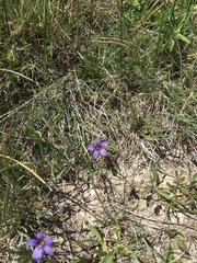 Sisyrinchium idahoense