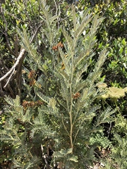 Anthyllis barba-jovis