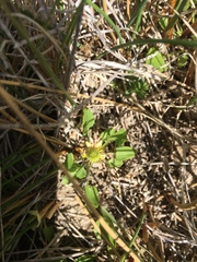 Halerpestes cymbalaria