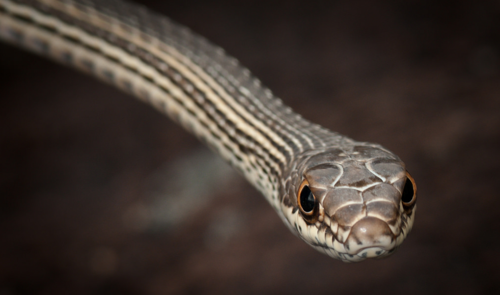 Striped Whipsnake (Idaho Reptiles) · iNaturalist