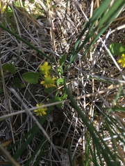 Halerpestes cymbalaria