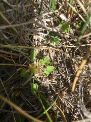 Halerpestes cymbalaria