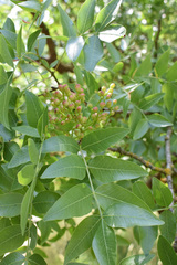 Pistacia atlantica mutica