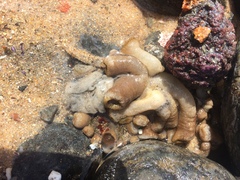 Palythoa grandiflora