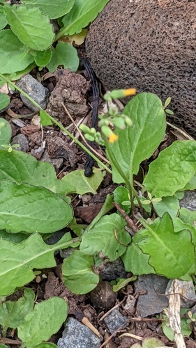 Youngia japonica observed 2024-08-21