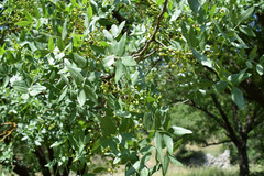 Pistacia atlantica mutica