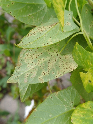Puccinia convolvuli