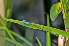 Enallagma daeckii