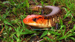 Diploglossus monotropis