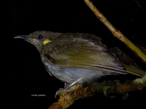 Microptilotis orientalis, 2016-12-01