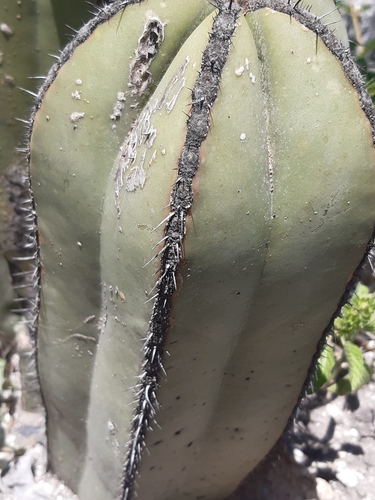 Image of Baby saguaros without arms by (c) Aarón Misael Carpio Dávila, some rights reserved (CC BY)