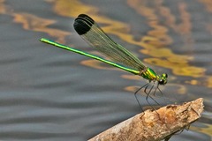 Calopteryx dimidiata