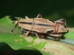 Sphenocorynes kosempoensis