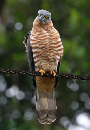 Hook-billed Kite (Hook-billed)
