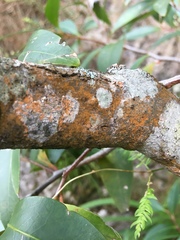 Pterocelastrus rostratus