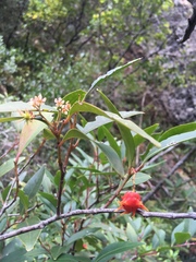 Pterocelastrus rostratus