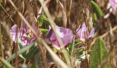 Davy's clarkia (Clarkia davyi)