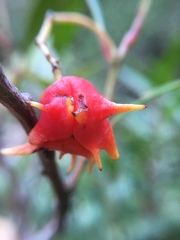 Pterocelastrus rostratus