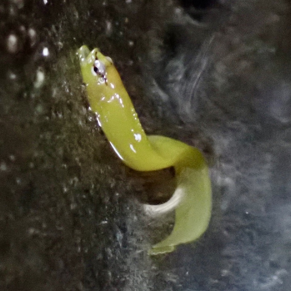 Belted blenny (Phytichthys chirus) — Stichaeidae