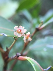 Pterocelastrus rostratus