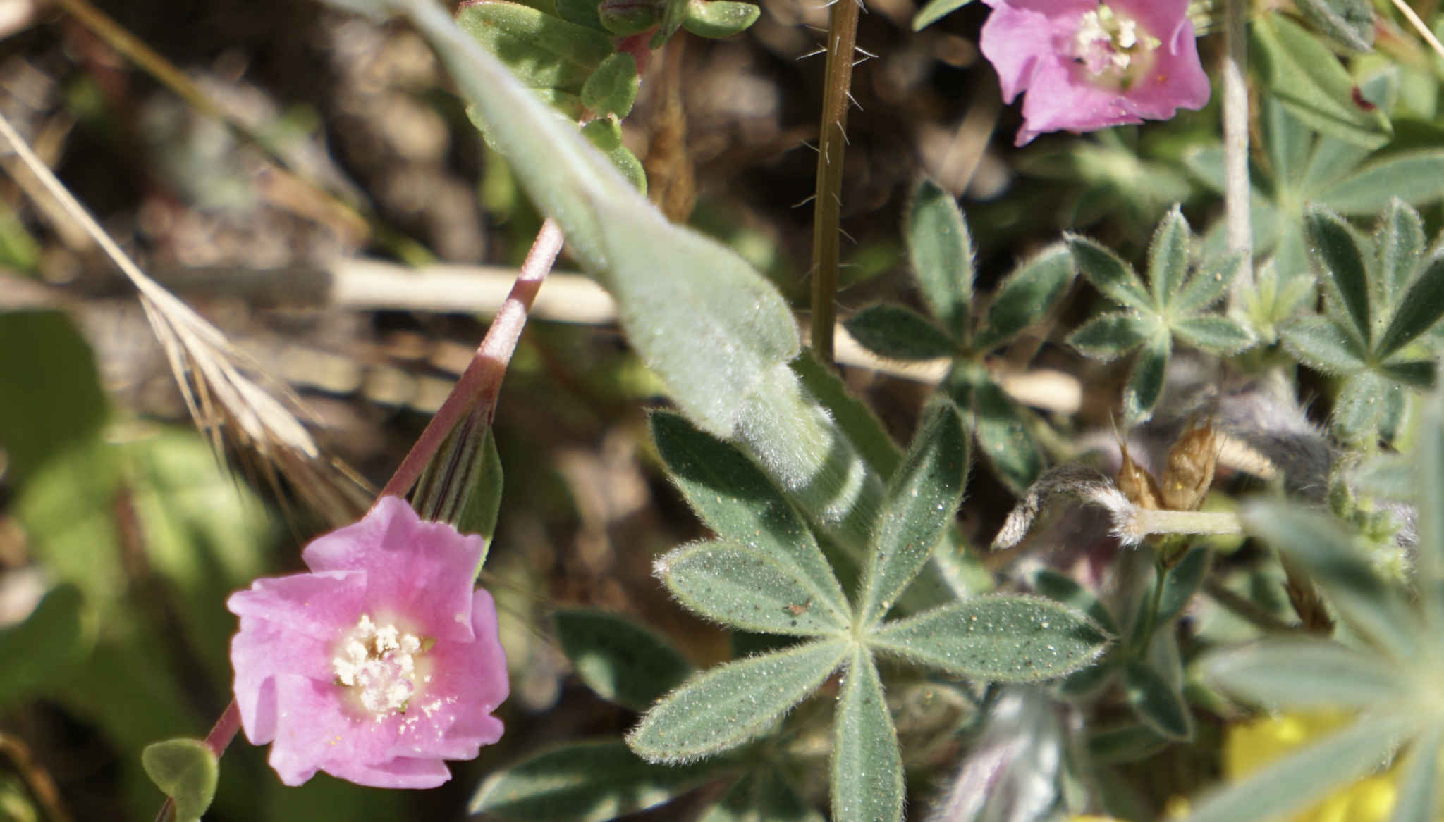 Image of Clarkia davyi by (c) Karen and Mike, some rights reserved (CC BY)
