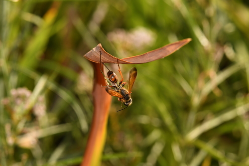 Elegant Grass-carrying Wasp photo 6