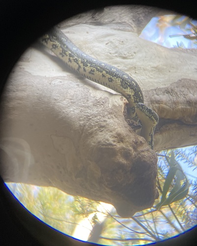 Diamond Python sighting