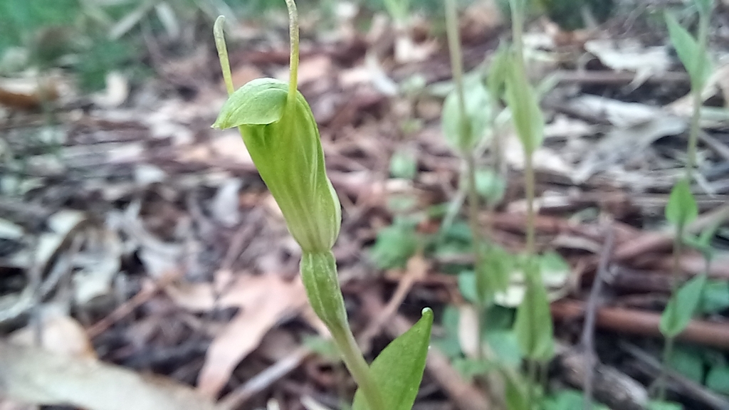 Pterostylis ectypha