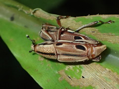 Sphenocorynes kosempoensis