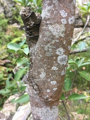 Maytenus acuminata