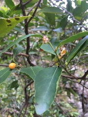 Maytenus acuminata