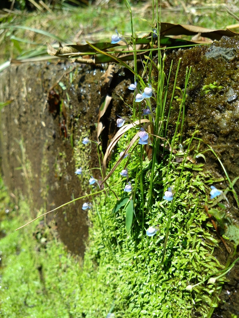 Utricularia graminifolia Vahl 3