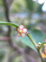 Maytenus acuminata