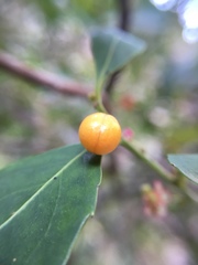 Maytenus acuminata