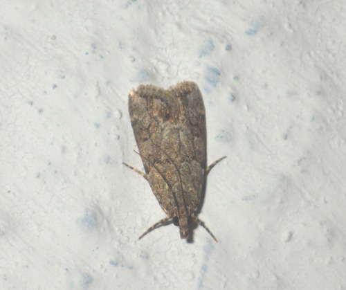 Eudorée incertaine