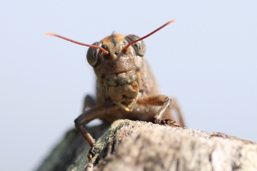 Prionacris erosa
