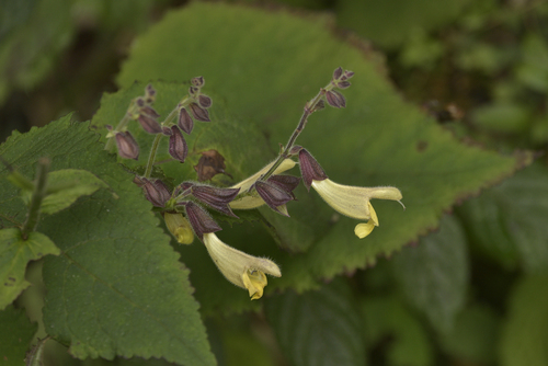 Mount Emei Sage (Salvia omeiana)
