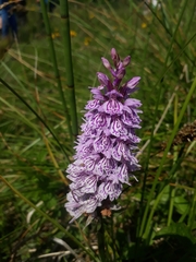 Dactylorhiza fuchsii