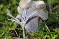 Colchicum cretense