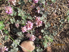 Indigofera mauritanica
